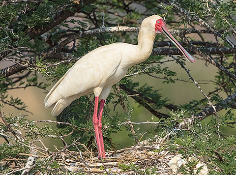 African Spoonbill